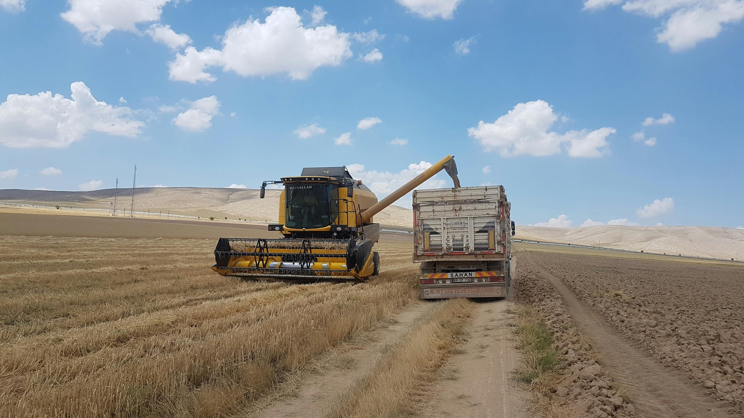 حصادة تنقل الحبوب إلى شاحنة أثناء موسم الحصاد