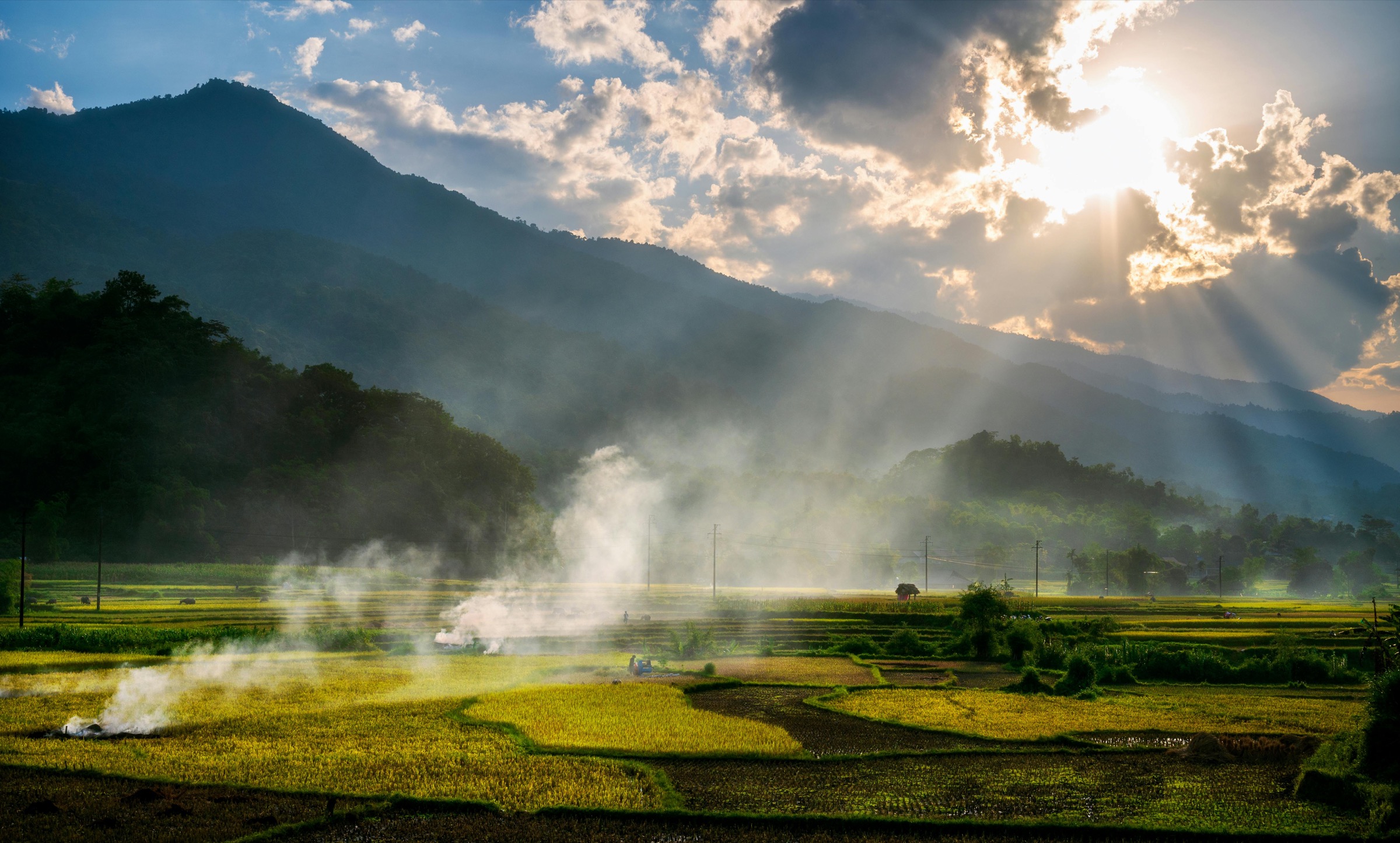 حقول أرز في مشهد طبيعي مفتوح